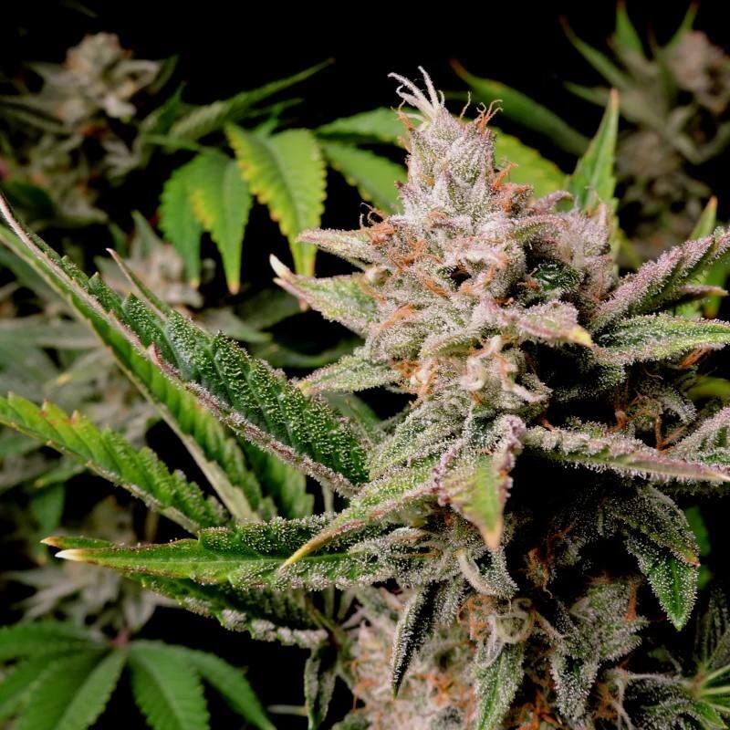 Cherry Cola Auto, Фасовка: 3, изображение 13